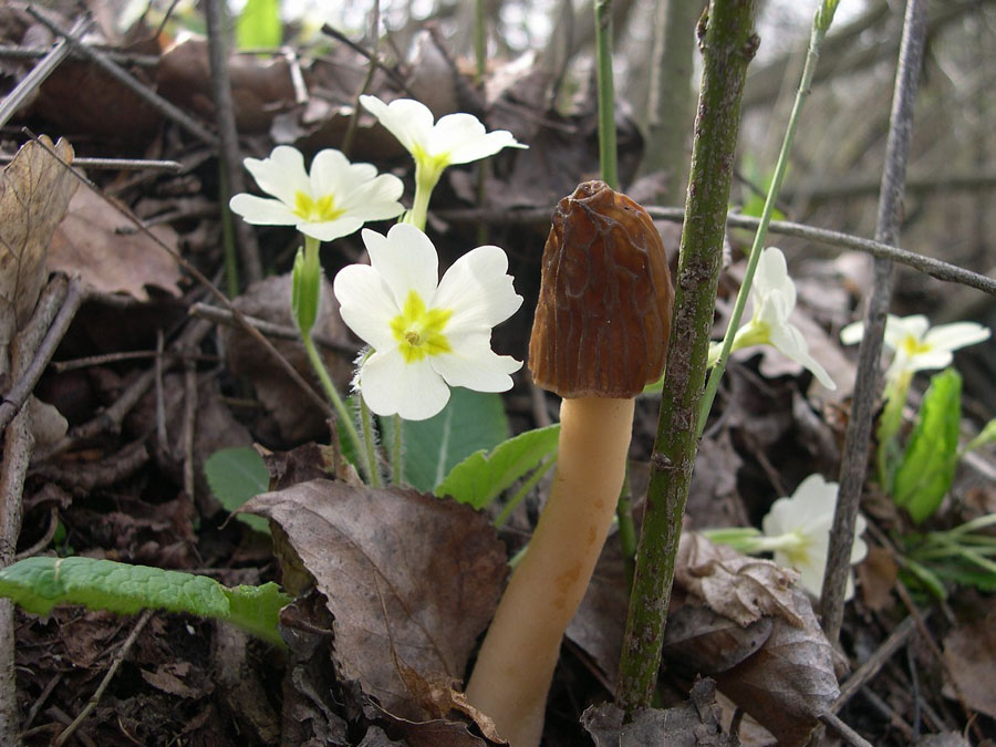 Ritrovamenti di questa splendida Primavera